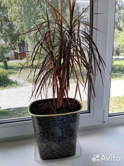 Пальма драцена