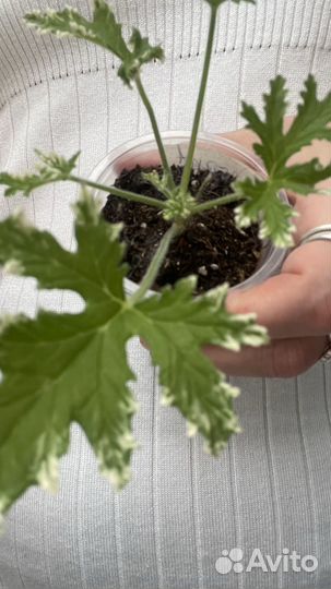 Душистые пеларгонии