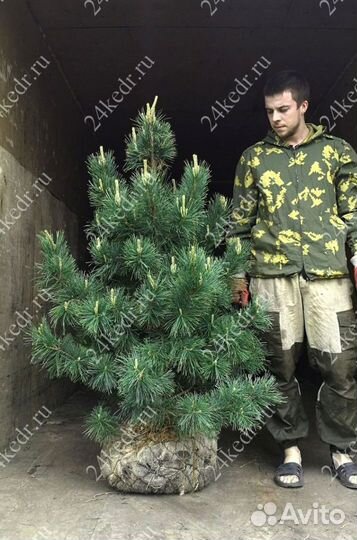 Сибирский кедр экстра класс. Саженцы