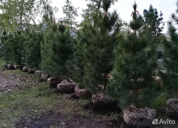 Сибирский кедр экстра класс. Саженцы