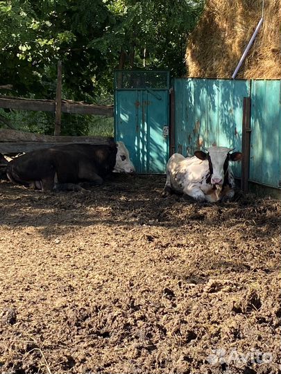 Быки и телки