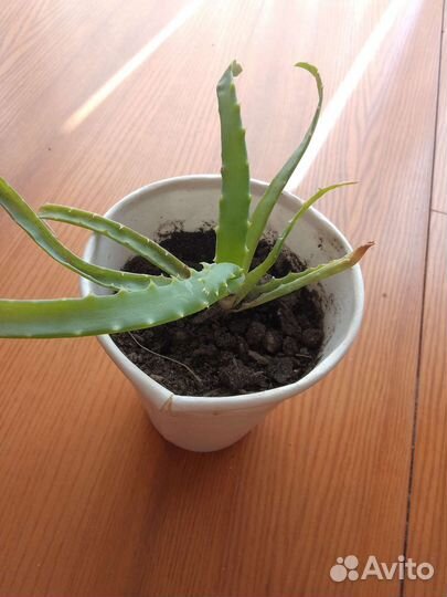 Алое. Столетник. Лечебное растение