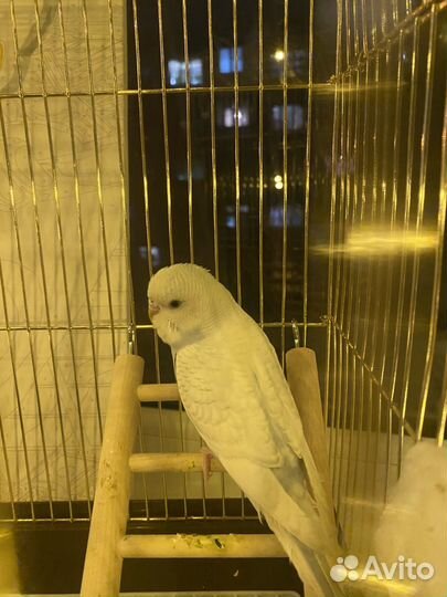 Волнистый попугай с клеткой