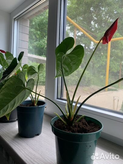 Комнатные растения