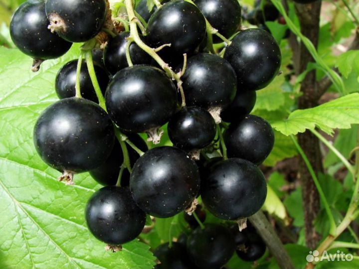 Саженцы черной смородины