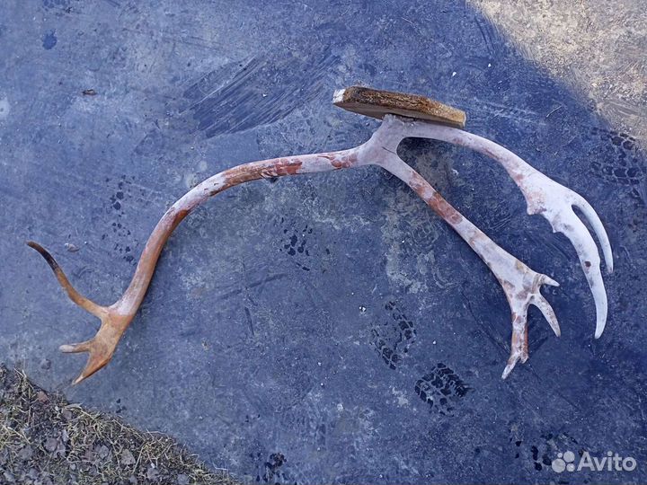 Рога разные