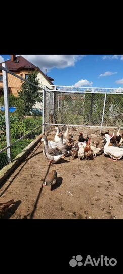 Куры и петухи разных пород