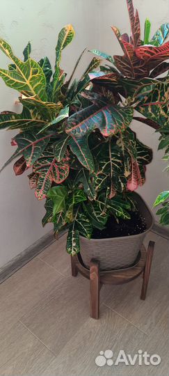 Кодиеум кротон