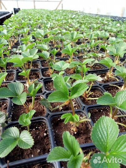 Рассада клубники