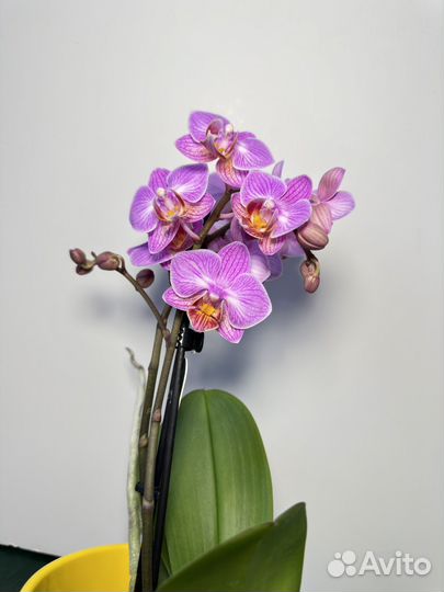 Орхидея фаленопсис