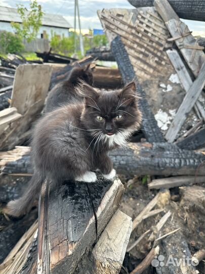 Домик для котят
