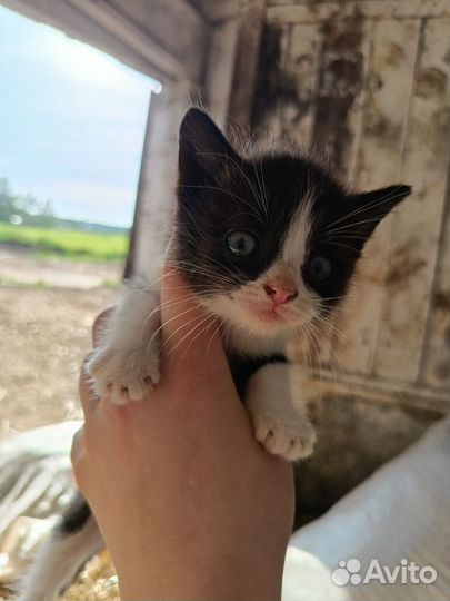 Отдам котенка в добрые руки