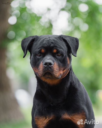 Вязка ротвейлера