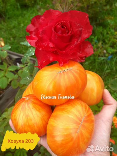Семена томатов Козула