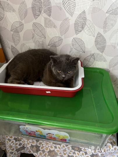 Кошка британка- метис, в дар