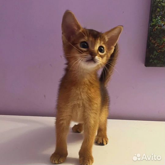 Абиссинские котята