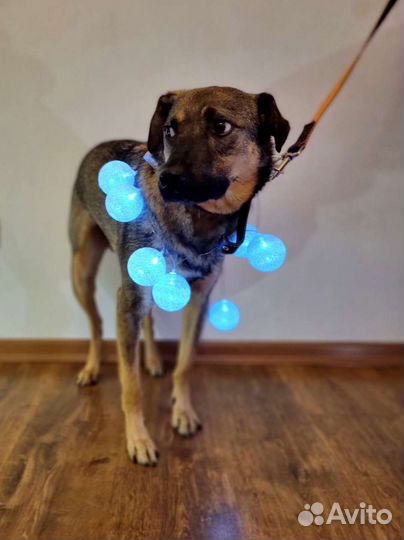 Добрый и нежный Лукас ждёт только Тебя