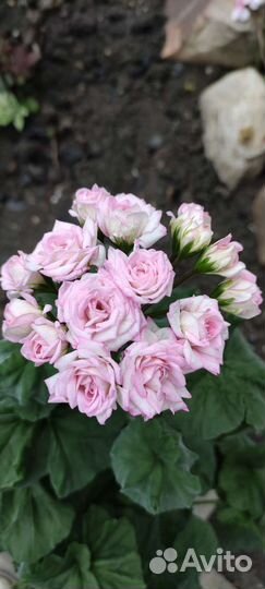 Пеларгония Букет Невесты