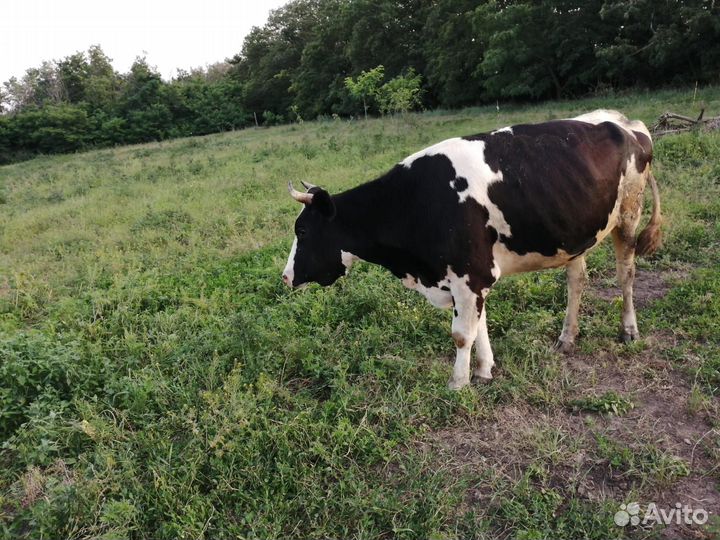 Коровы дойные