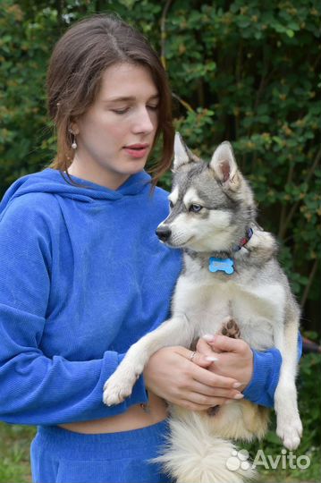 Аляскинский кли кай (мини хаски) щенки