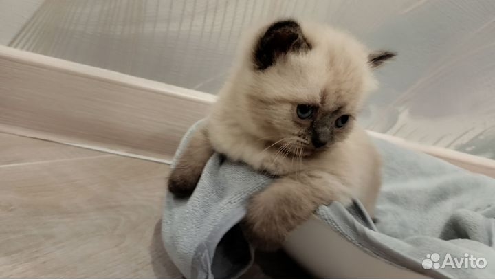 Шотландские прямоухие котята