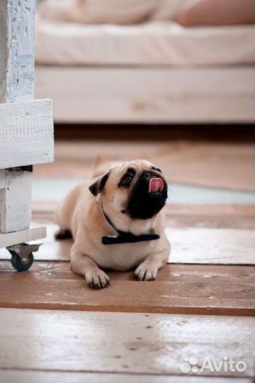 Мопс (Вязка)