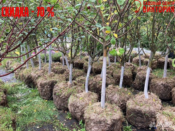 Саженцы плодовых растений, доставка, гарантия