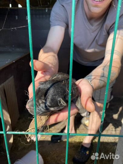 Восточноевропейская овчарка