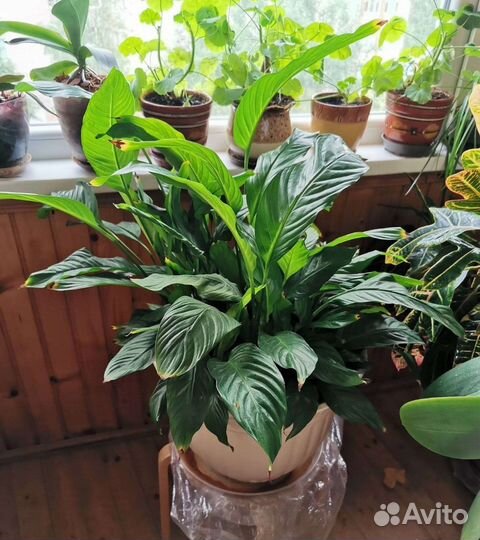 Спатифиллум и Кротон (Кодиеум)