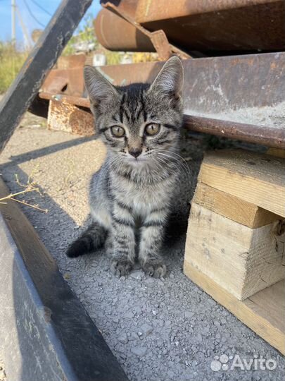 Котята две девочки