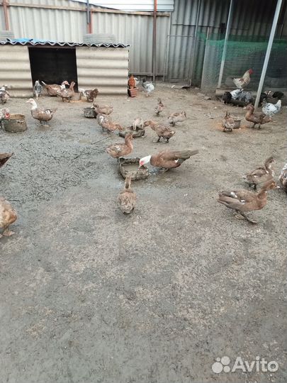 Индо-утята и гуси