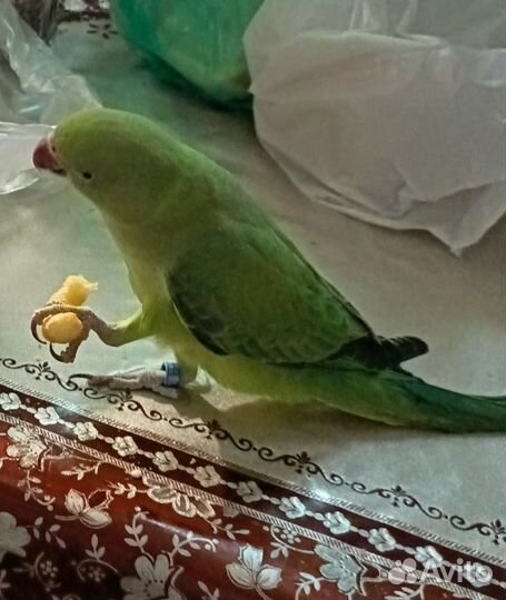 Ожереловый попугай