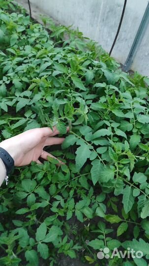 Рассада помидоры, капуста, огурцы, цветы и т.д