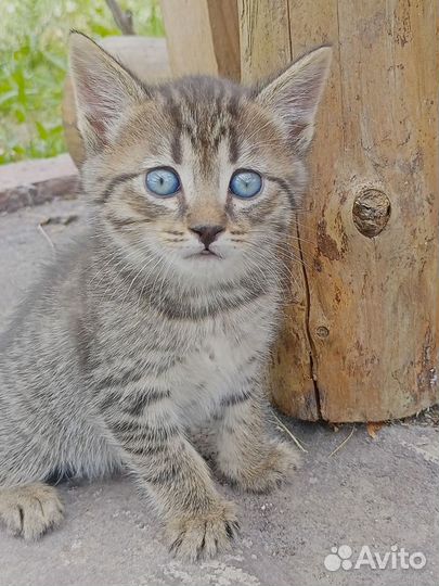 Котята шпротные, возраст 1 месяц, мальчики