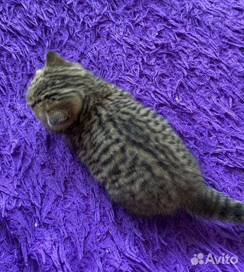 Шотландские котята