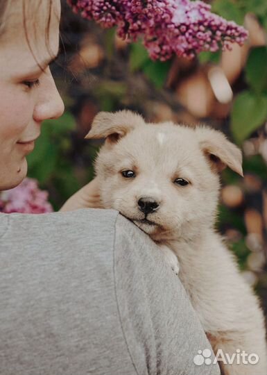 Щенок в добрые руки бесплатно