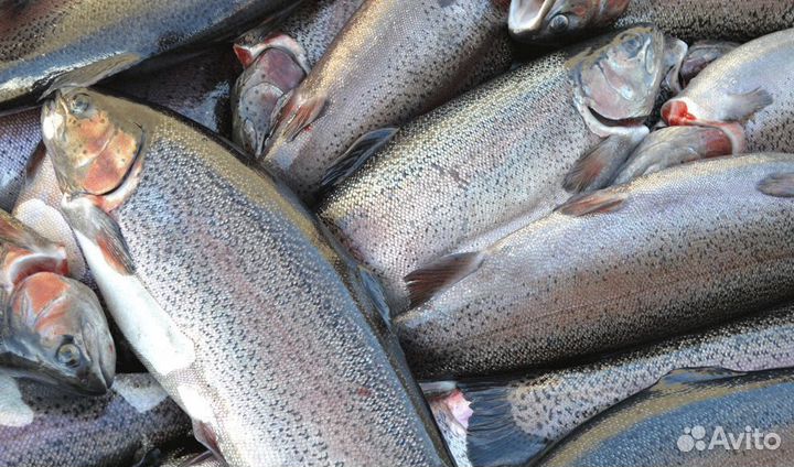 Форель из Карелии нпсг в Химках