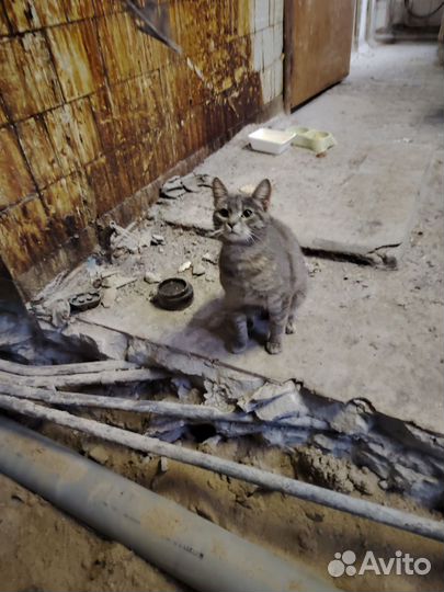 Кошка в добрые руки