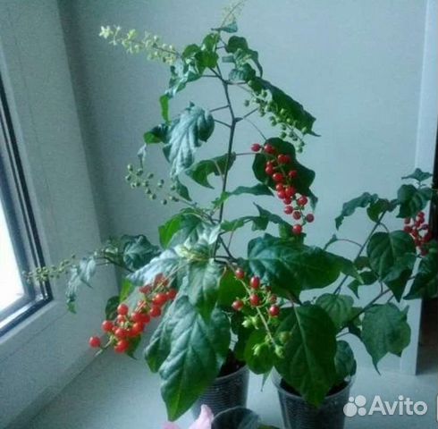 Как выглядит само растение ревина