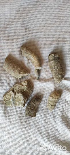 Окаменелости