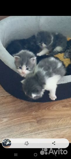 Котята в добрые руки