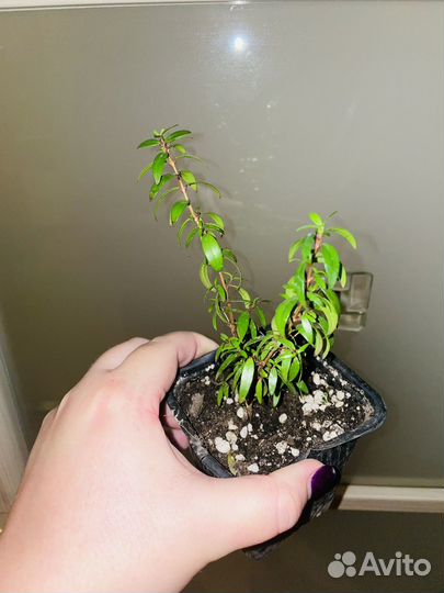 Комнатные цветы