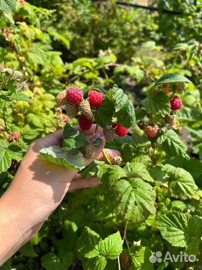 Саженцы Малины мишутка