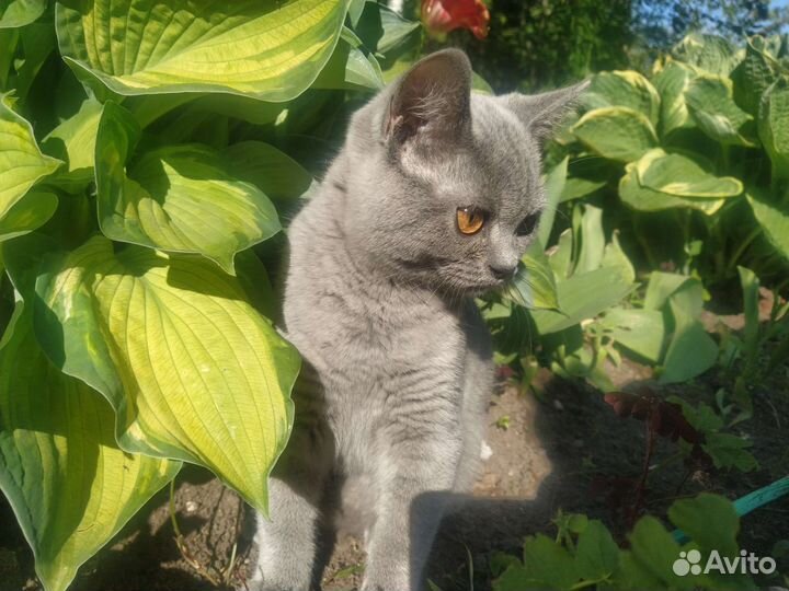 Британская