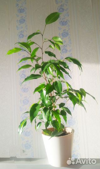 Фикус отдам