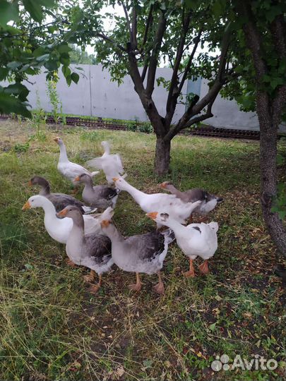 Молодые гуси