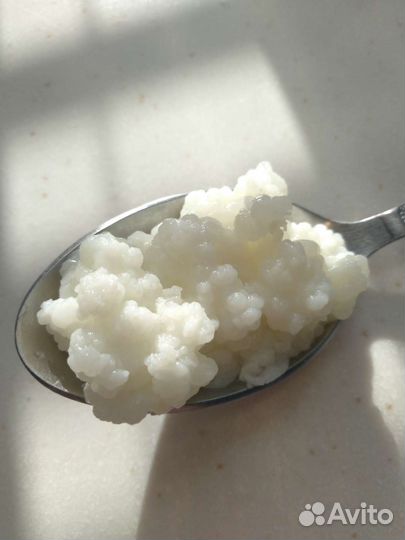 Чайный гриб комбуча