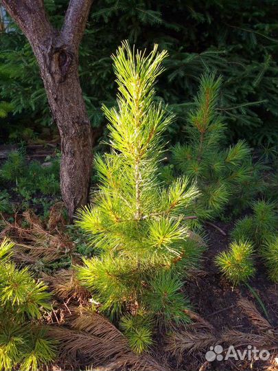 Саженцы кедра сибирского