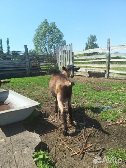 Козлики и козочки чешские