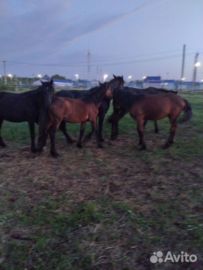 Лошади и жеребята